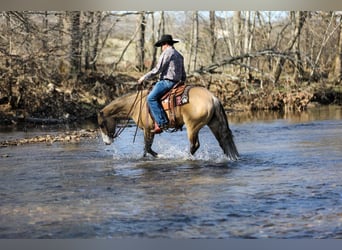 American Quarter Horse, Giumenta, 5 Anni, 155 cm, Pelle di daino