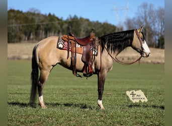 American Quarter Horse, Giumenta, 5 Anni, 155 cm, Pelle di daino