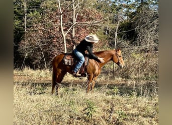 American Quarter Horse, Giumenta, 5 Anni, 155 cm, Sauro ciliegia