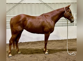 American Quarter Horse, Giumenta, 5 Anni, 155 cm, Sauro ciliegia