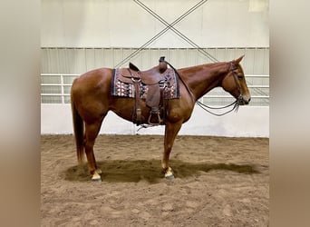 American Quarter Horse, Giumenta, 5 Anni, 155 cm, Sauro ciliegia