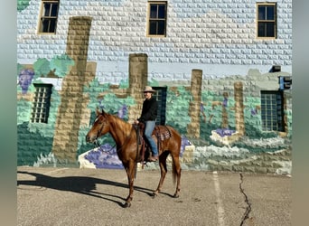 American Quarter Horse, Giumenta, 5 Anni, 155 cm, Sauro ciliegia