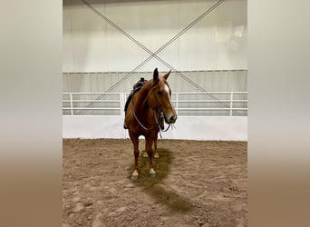 American Quarter Horse, Giumenta, 5 Anni, 155 cm, Sauro ciliegia