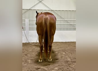 American Quarter Horse, Giumenta, 5 Anni, 155 cm, Sauro ciliegia