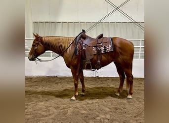 American Quarter Horse, Giumenta, 5 Anni, 155 cm, Sauro ciliegia