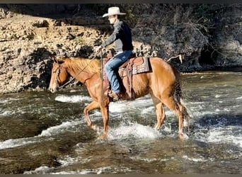 American Quarter Horse, Giumenta, 5 Anni, 155 cm, Sauro ciliegia