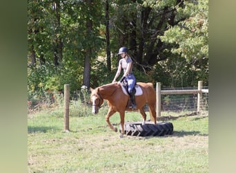 American Quarter Horse Mix, Giumenta, 5 Anni, 155 cm, Sauro scuro
