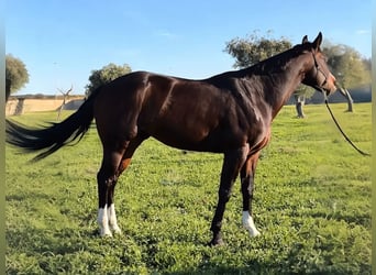 American Quarter Horse, Giumenta, 5 Anni, 156 cm, Baio