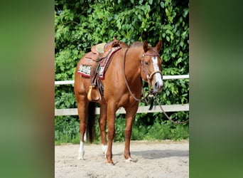 American Quarter Horse, Giumenta, 5 Anni, 156 cm, Sauro