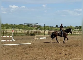 American Quarter Horse, Giumenta, 5 Anni, 157 cm, Baio ciliegia