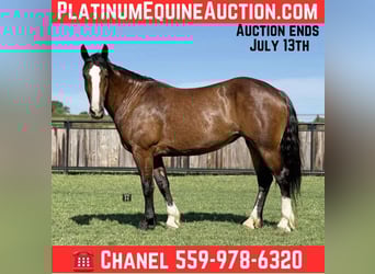 American Quarter Horse, Giumenta, 5 Anni, 157 cm, Baio ciliegia