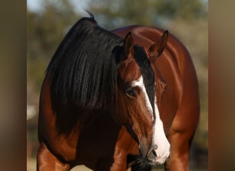 American Quarter Horse, Giumenta, 5 Anni, 157 cm, Baio ciliegia