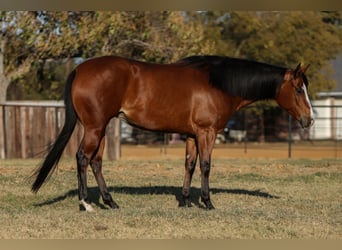 American Quarter Horse, Giumenta, 5 Anni, 157 cm, Baio ciliegia