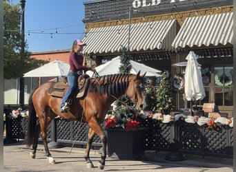 American Quarter Horse, Giumenta, 5 Anni, 157 cm, Baio ciliegia
