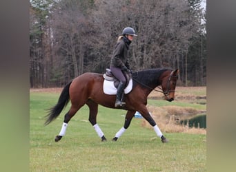 American Quarter Horse, Giumenta, 5 Anni, 157 cm, Baio ciliegia