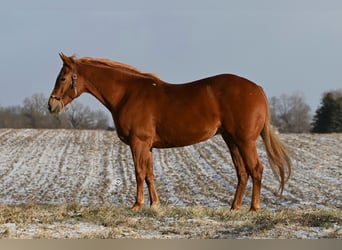 American Quarter Horse, Giumenta, 5 Anni, 157 cm, Sauro ciliegia