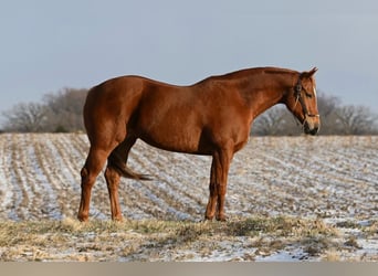 American Quarter Horse, Giumenta, 5 Anni, 157 cm, Sauro ciliegia