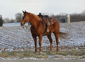 American Quarter Horse, Giumenta, 5 Anni, 157 cm, Sauro ciliegia