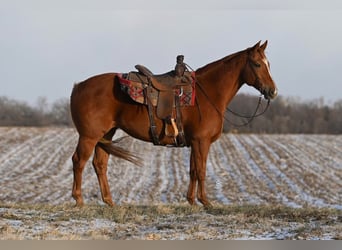 American Quarter Horse, Giumenta, 5 Anni, 157 cm, Sauro ciliegia