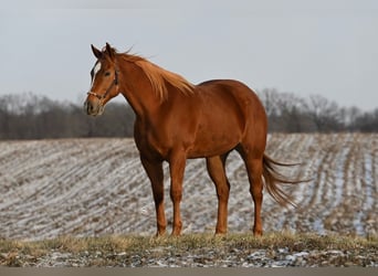 American Quarter Horse, Giumenta, 5 Anni, 157 cm, Sauro ciliegia