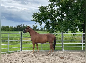 American Quarter Horse Mix, Giumenta, 5 Anni, 157 cm, Sauro scuro