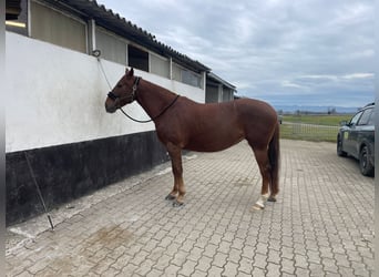 American Quarter Horse Mix, Giumenta, 5 Anni, 157 cm, Sauro scuro
