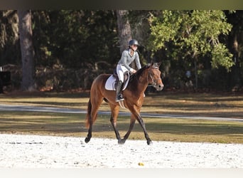 American Quarter Horse, Giumenta, 5 Anni, 160 cm, Baio ciliegia