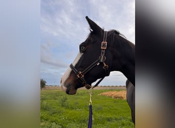 American Quarter Horse, Giumenta, 5 Anni, 160 cm, Baio scuro
