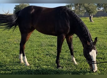 American Quarter Horse, Giumenta, 5 Anni, 160 cm, Baio scuro