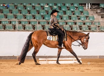 American Quarter Horse, Giumenta, 5 Anni, 164 cm, Baio
