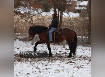 American Quarter Horse Mix, Giumenta, 5 Anni, 165 cm, Baio roano