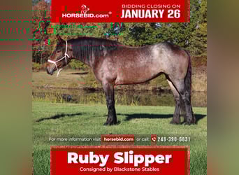 American Quarter Horse Mix, Giumenta, 5 Anni, 165 cm, Baio roano