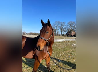 American Quarter Horse, Giumenta, 5 Anni, 167 cm, Baio chiaro