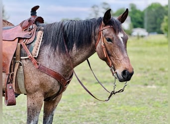 American Quarter Horse, Giumenta, 5 Anni, Baio roano