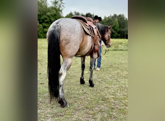 American Quarter Horse, Giumenta, 5 Anni, Baio roano