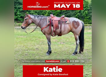 American Quarter Horse, Giumenta, 5 Anni, Baio roano