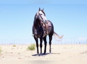 American Quarter Horse, Giumenta, 5 Anni, Grigio