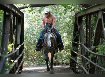 American Quarter Horse, Giumenta, 5 Anni, Grigio