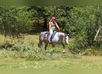 American Quarter Horse, Giumenta, 5 Anni, Grigio