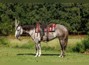 American Quarter Horse, Giumenta, 5 Anni, Grigio