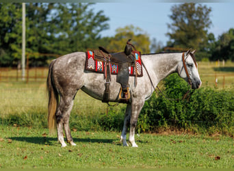 American Quarter Horse, Giumenta, 5 Anni, Grigio