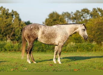 American Quarter Horse, Giumenta, 5 Anni, Grigio