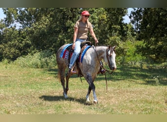 American Quarter Horse, Giumenta, 5 Anni, Grigio