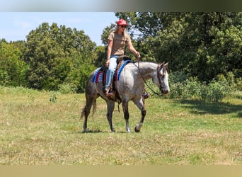 American Quarter Horse, Giumenta, 5 Anni, Grigio