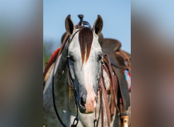 American Quarter Horse, Giumenta, 5 Anni, Grigio