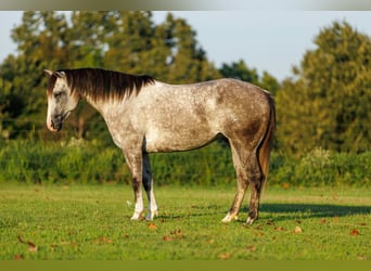 American Quarter Horse, Giumenta, 5 Anni, Grigio