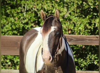 American Quarter Horse, Giumenta, 5 Anni, Grullo