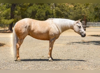 American Quarter Horse, Giumenta, 5 Anni, Palomino