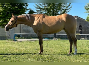 American Quarter Horse, Giumenta, 5 Anni, Palomino