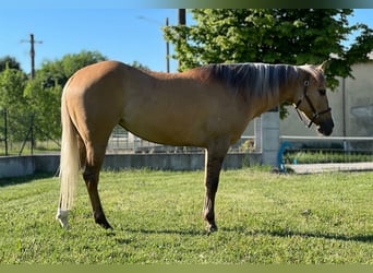 American Quarter Horse, Giumenta, 5 Anni, Palomino